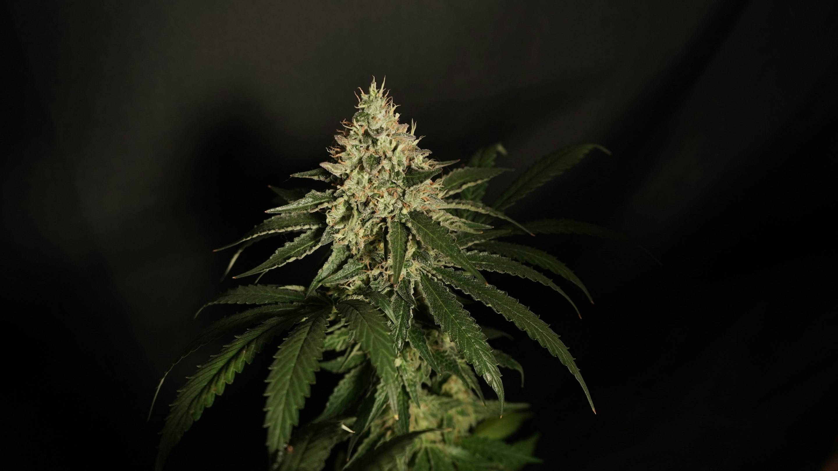 A flowering cannabis plant, its buds covered in frosty trichomes, against a dark background