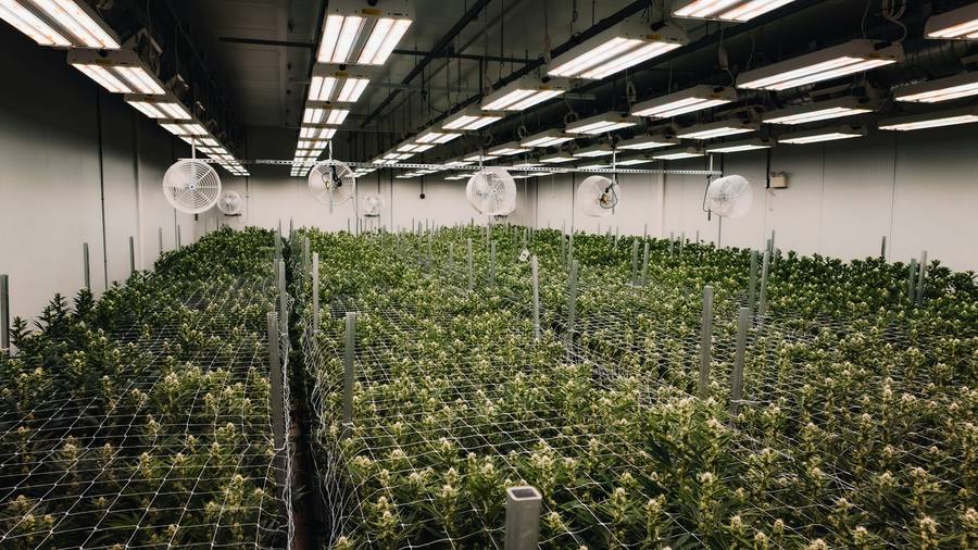 Large indoor cannabis grow under rows of lights