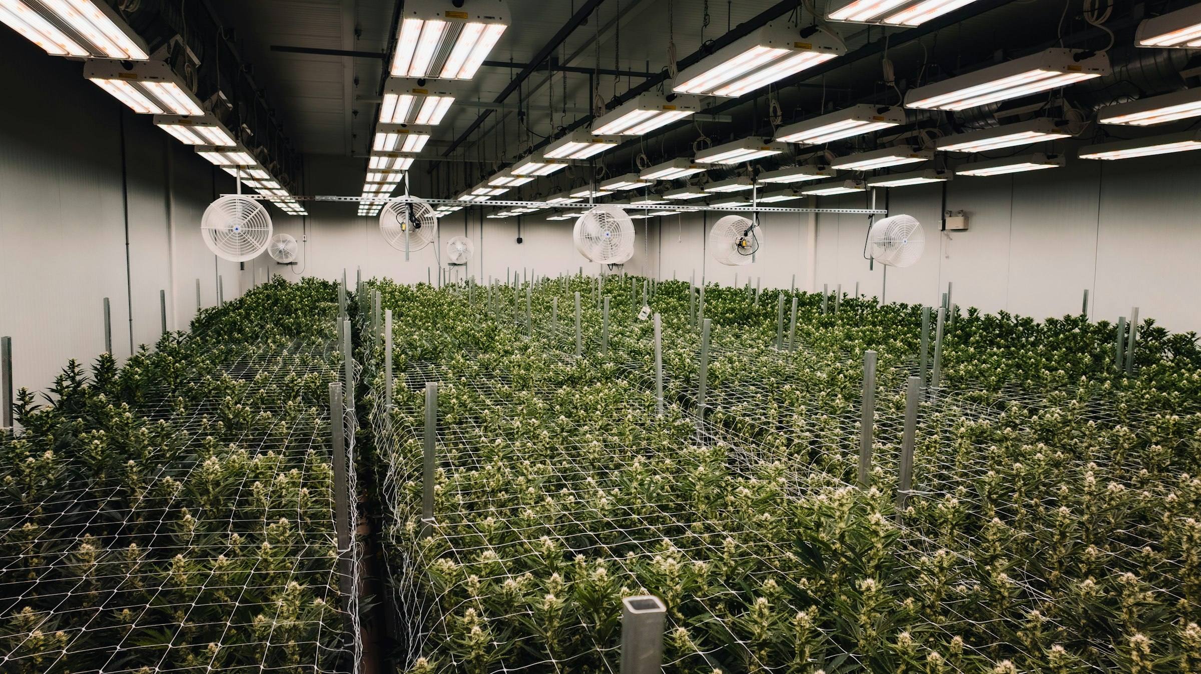Large indoor cannabis grow under rows of lights