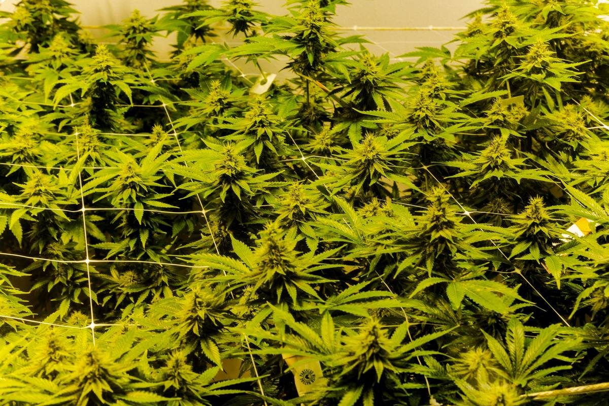 A dense canopy of flowering cannabis plants in an indoor grow