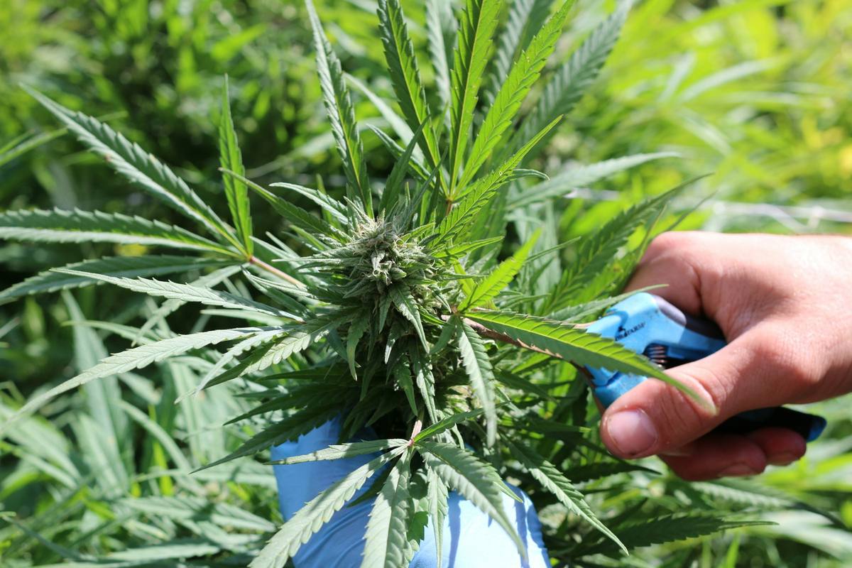 A gloved hand trimming a cannabis plant with blue-handled shears