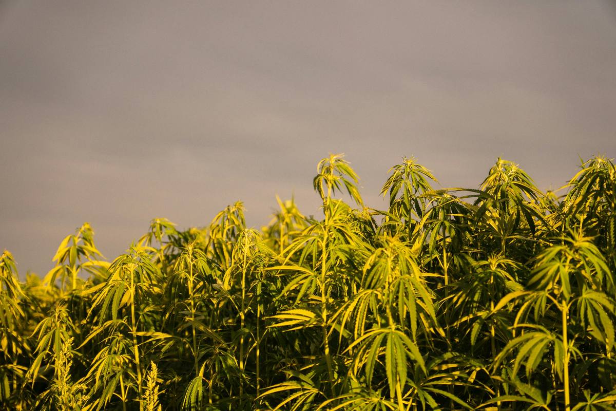 Tall cannabis plants growing outdoors under an evening sky