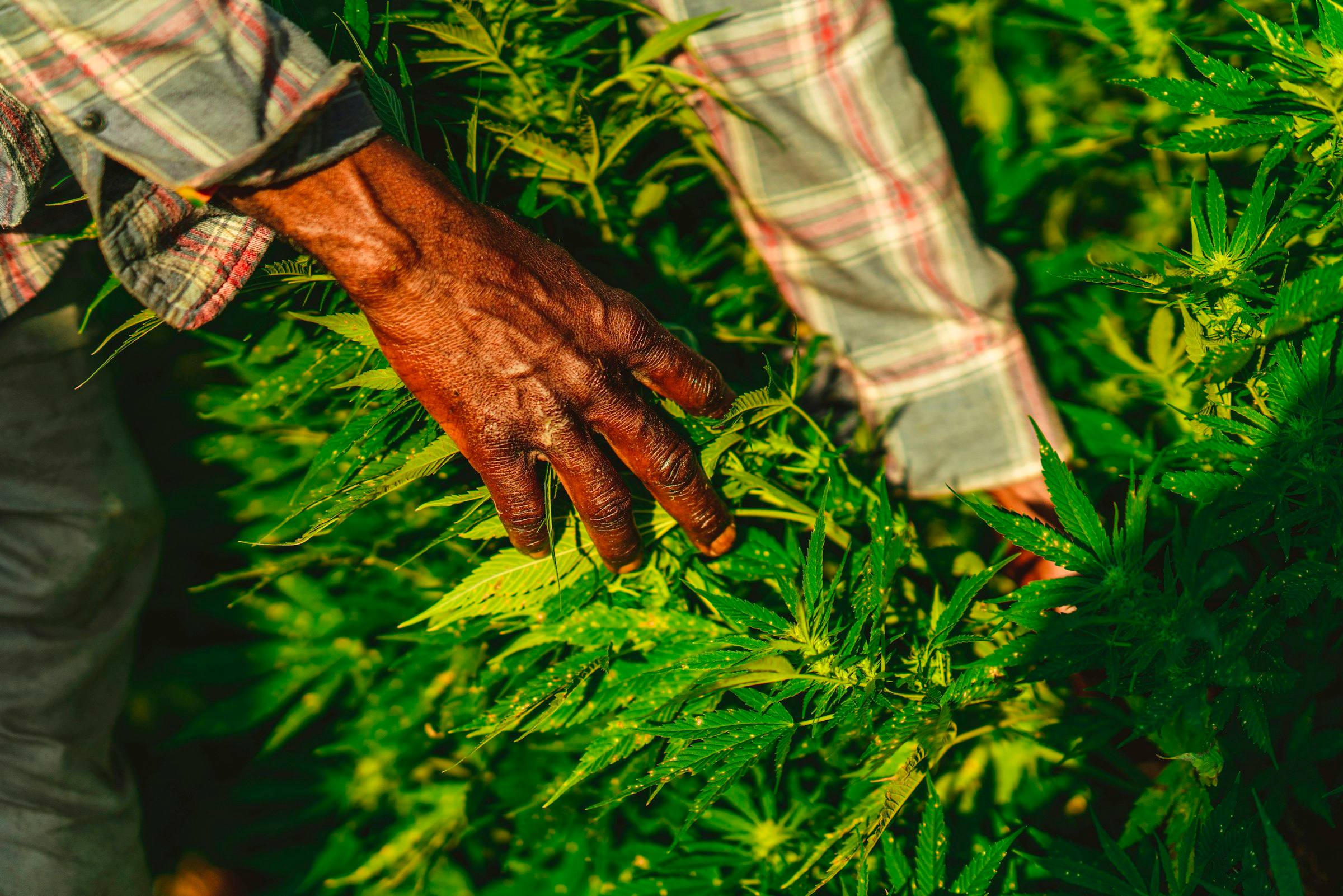 Grower’s hands checking cannabis plants in a grow